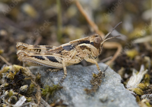 Grasshopper, British Columbia, Canada. photo