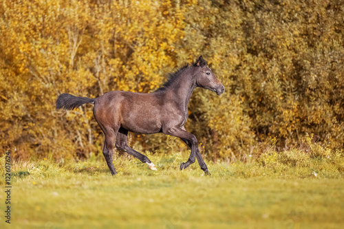Gray foal crossbreed Arabian horse and Orlov trotter galloping on autumn forest