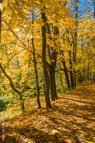 Maple alley on a sunny autumn day.