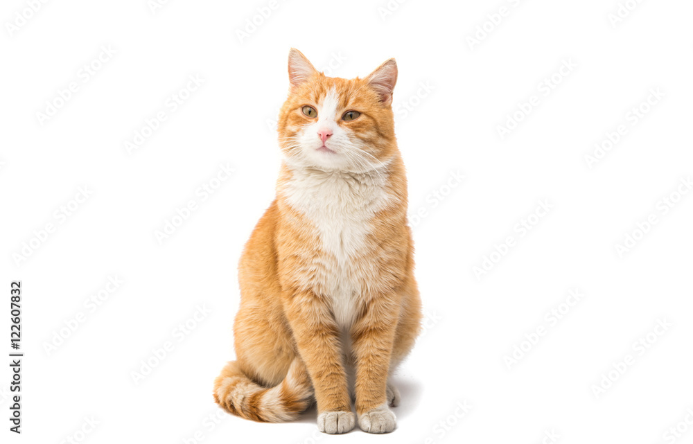 Obraz premium red cat