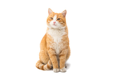 Keuken achterwand Kat Rode kat met intense blik  © ksena32