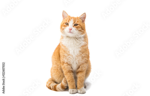 Fototapeta Naklejka Na Ścianę i Meble -  red cat
