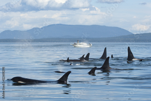 Southern resident orcas or Killer Whales, orcinus orca near Pender Island, BC, Canada