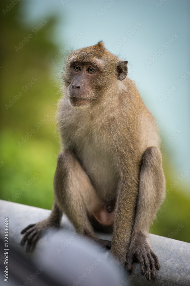 Lonely monkey