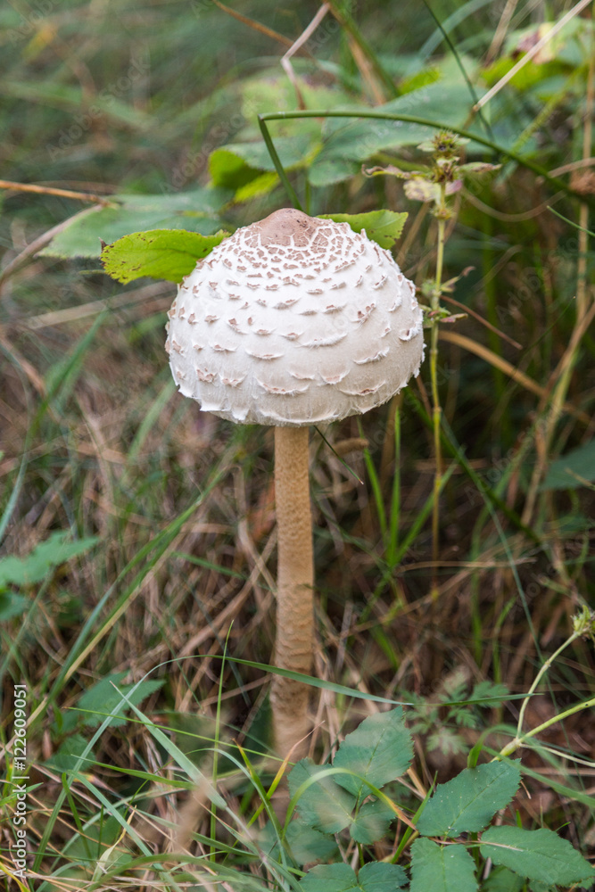 The parasol mushroom (Macrolepiota procera or Lepiota procera) grows in the forest. Fall fungi theme. The parasol mushroom (Macrolepiota procera or Lepiota procera) grows in the forest. Fall fungi theme.
