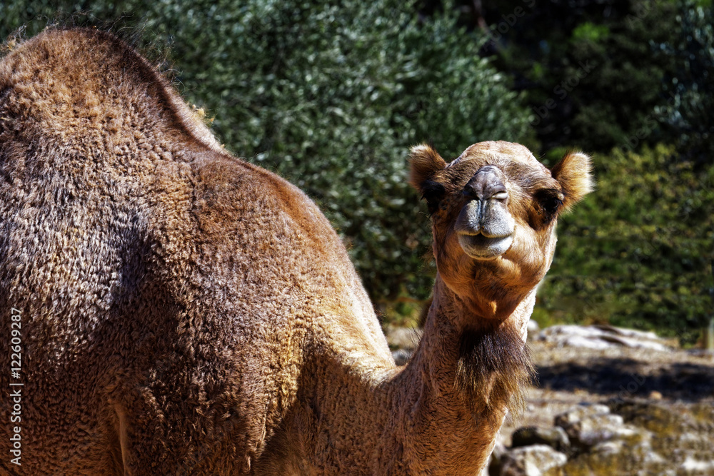 Obraz premium Portrait Dromadaire