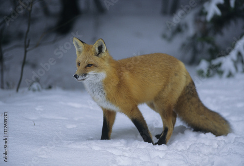 Red Fox (Vulpes vulpes) Adult difficult to observe being shy & primarily nocternal. Thick coat provides warmth in winter. Algonquin Provincial Park, Ontario, Canada. photo