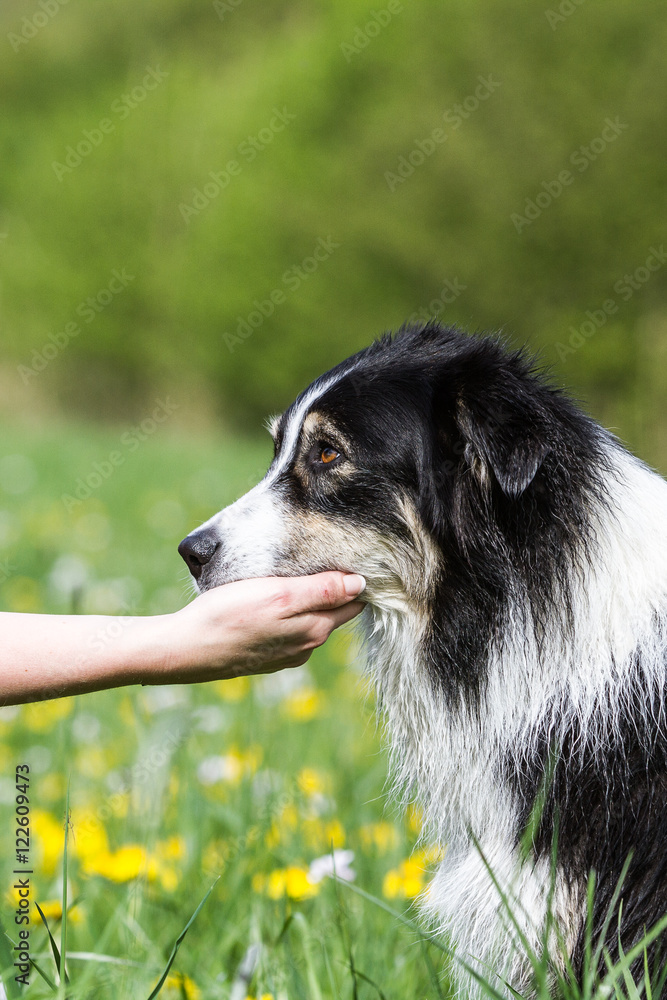 Australian Shepherd Hund zeigt Vertrauen und legt seinen Kopf in die Hand eines Menschen Australian Shepherd Hund zeigt Vertrauen und legt seinen Kopf in die Hand eines Menschen