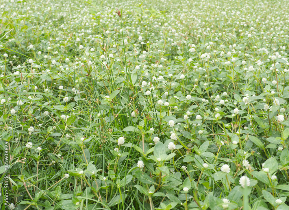 Thai herb white grass fields can treat so much ill