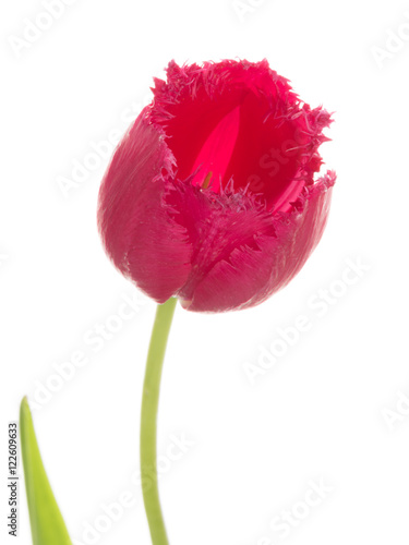 fringed tulip on a white background