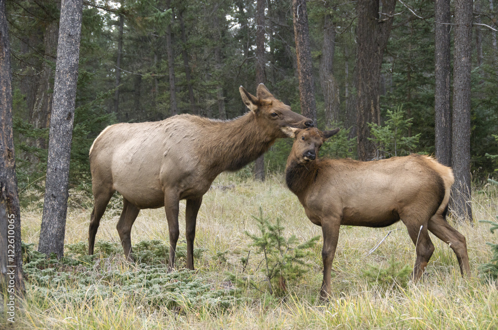 Cow and calf elk or wapiti (Cervus canadensis), mutual grooming/bonding, Jasper National Park, Alberta, Canada Cow and calf elk or wapiti (Cervus canadensis), mutual grooming/bonding, Jasper National Park, Alberta, Canada