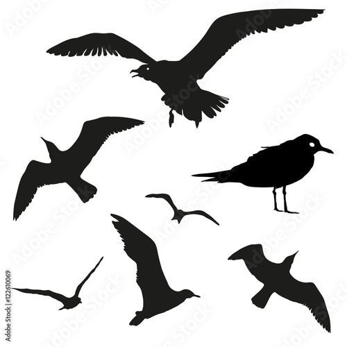 Vector set - seagull silhouette on white background