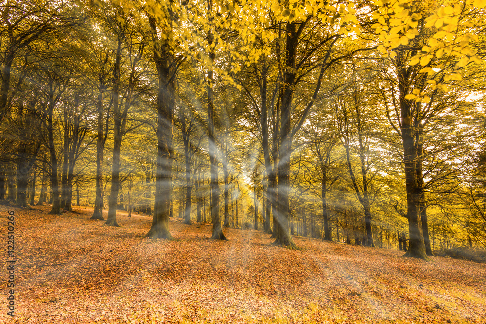 Autumn trees in forest Autumn trees in forest