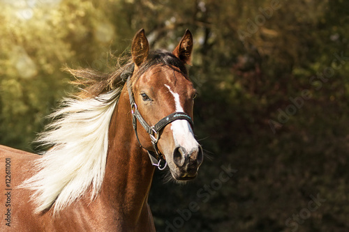 Paint Horse