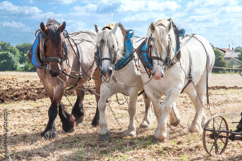 Chevaux percheron harnachés pour les labours © guitou60