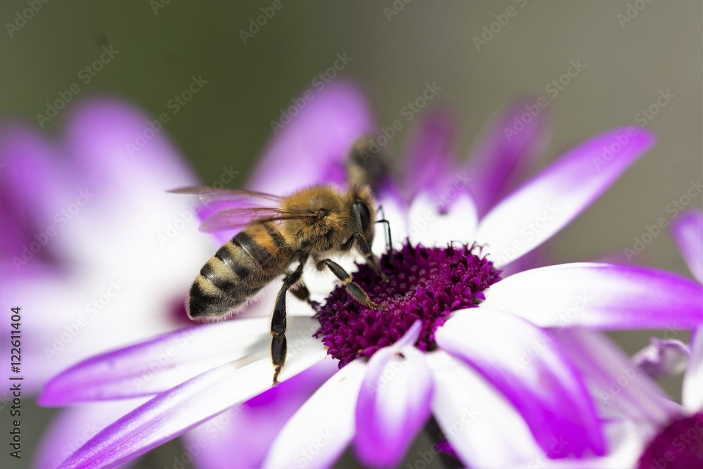 wasp on a flower wasp on a flower
