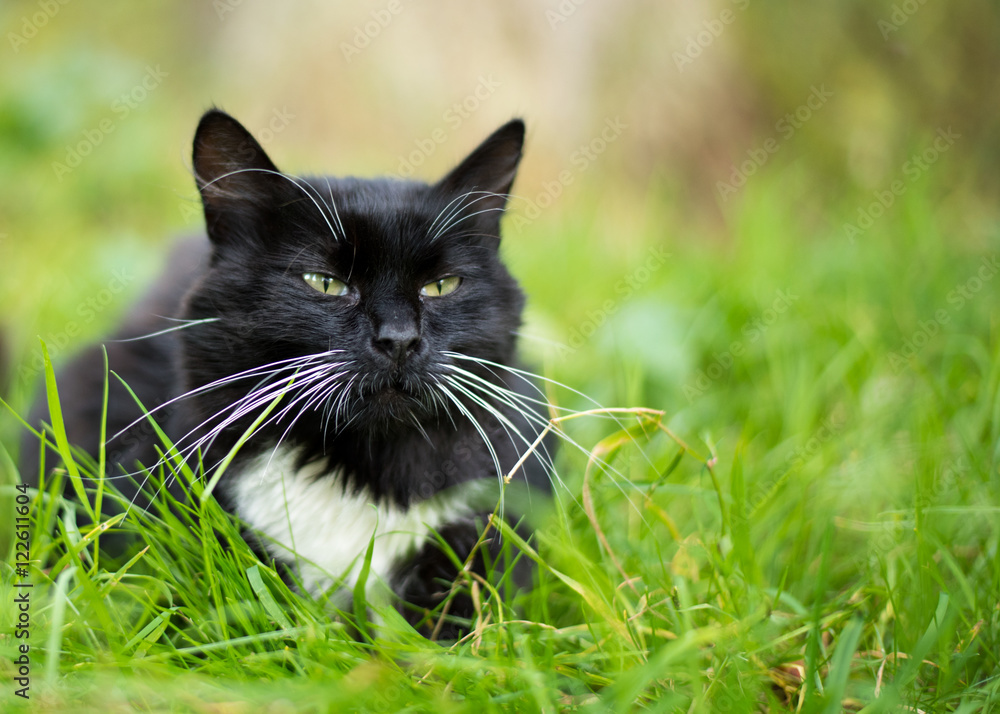 Adult black and white cat