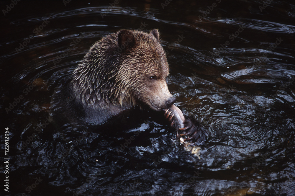 grizzly (Ursus horribilus) feeds on spawning pink salmon, Knight Inlet Lodge, British Columbia, Canada. grizzly (Ursus horribilus) feeds on spawning pink salmon, Knight Inlet Lodge, British Columbia, Canada.