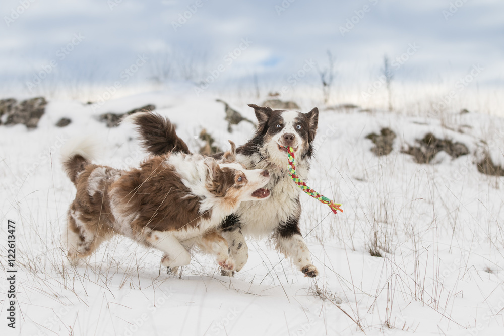 Australian Shepherd Hund beim Toben im Schnee