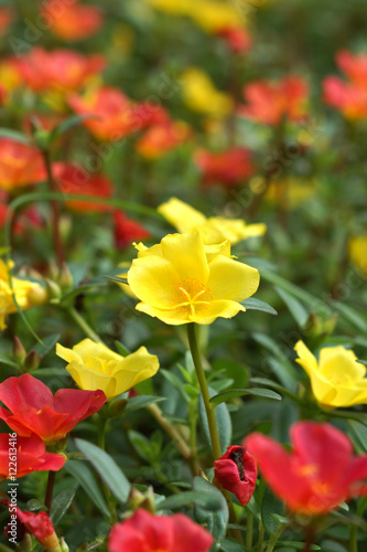 Portulaca flowers at the garden.