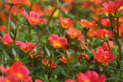 Portulaca flowers at the garden.