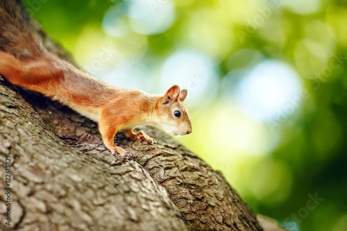 squirrel on a treered / squirrel sitting on a tree and looks into the distance © videoshuem