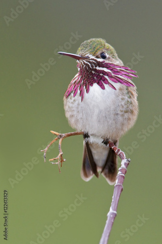 Calliope Hummingbird (Stellula calliope) perched ona  branch in British Columbia, Canada. photo