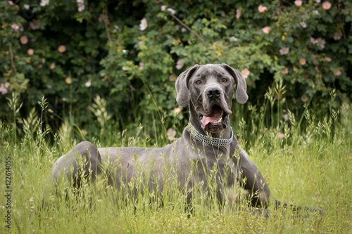 Deutsche Dogge in einer Wiese vor einem Blumenhintergrund
