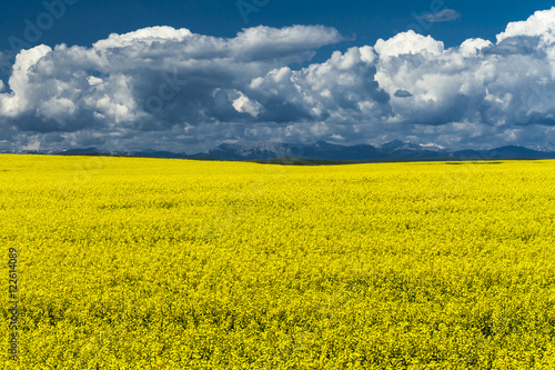 A canola field in bloom in southern Alberta, Canada. The Rocky Mountains are in the backbround. photo