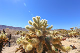 Cactus Forest
