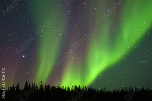 Aurora borealis (northern lights), boreal forest, Yellowknife environs, Northwest Territories, Canada photo