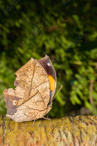 leafwing butterfly bears photo