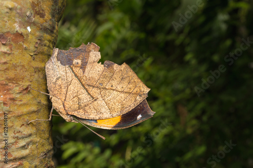 leafwing butterfly bears photo