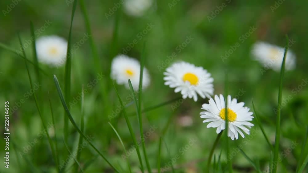 Natural summer background with white daisies in green grass. Natural summer background with white daisies in green grass.