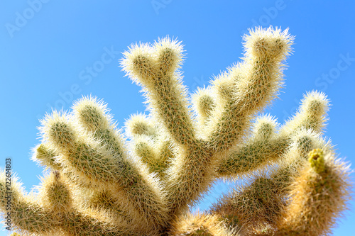 Cactus Forest
