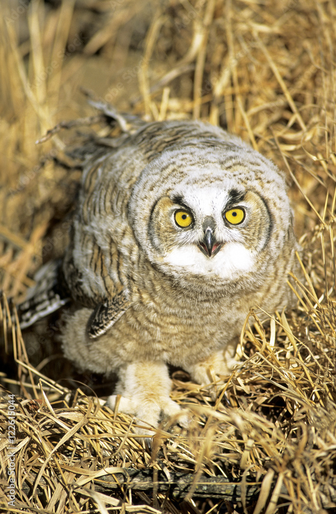 Six-week old great horned owl chick (Bubo virginianus) that had recently left the family nest, Alberta, Canada.