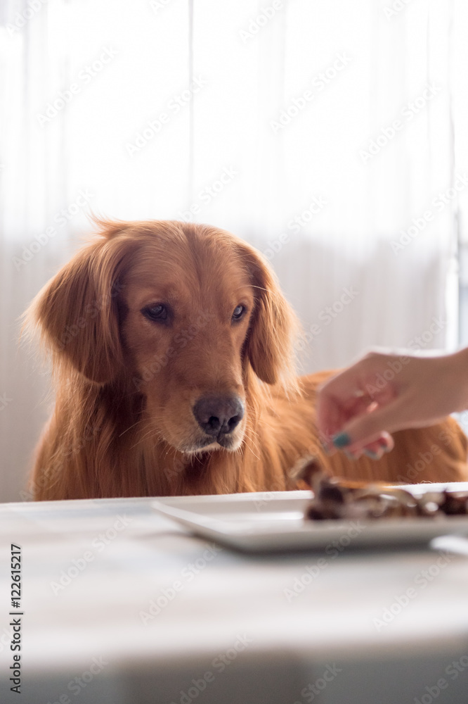 Golden retriever and its food