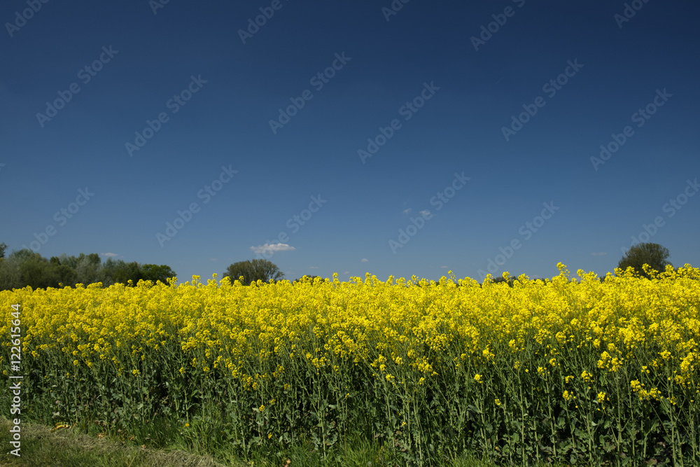 Fototapeta premium WD-0014