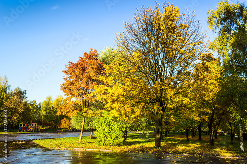Trees with colorful leaves in autumn park