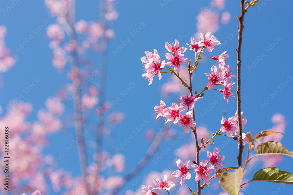 Spring sakura pink blossom in Chiangmai, Thailand. Spring sakura pink blossom in Chiangmai, Thailand.