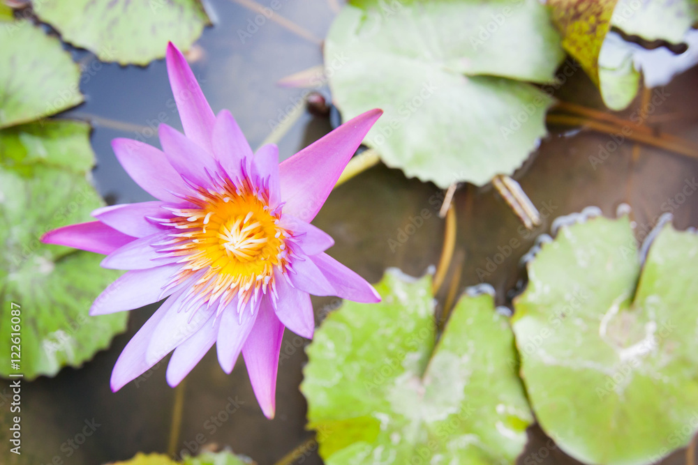 Pink Lotus flower and Lotus flower plants. Pink Lotus flower and Lotus flower plants.