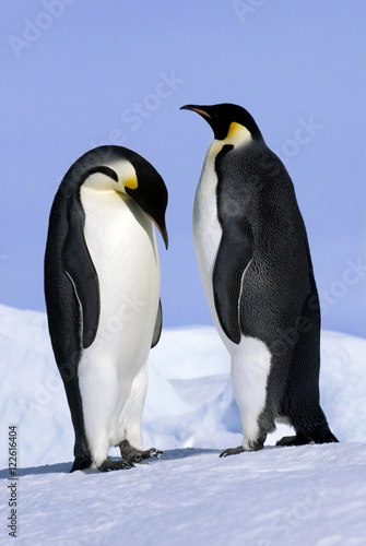 Courting Emperor penguins, Snow Hill Island, Antarctica
