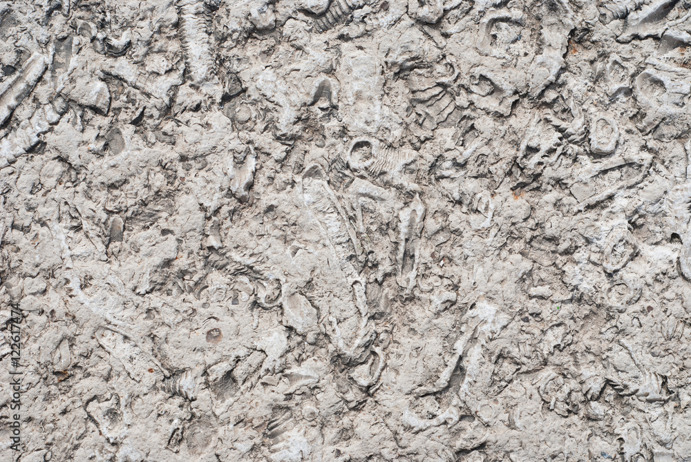 Fossil background Fossil background