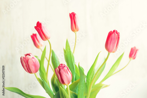 spring fresh tulips sunshine