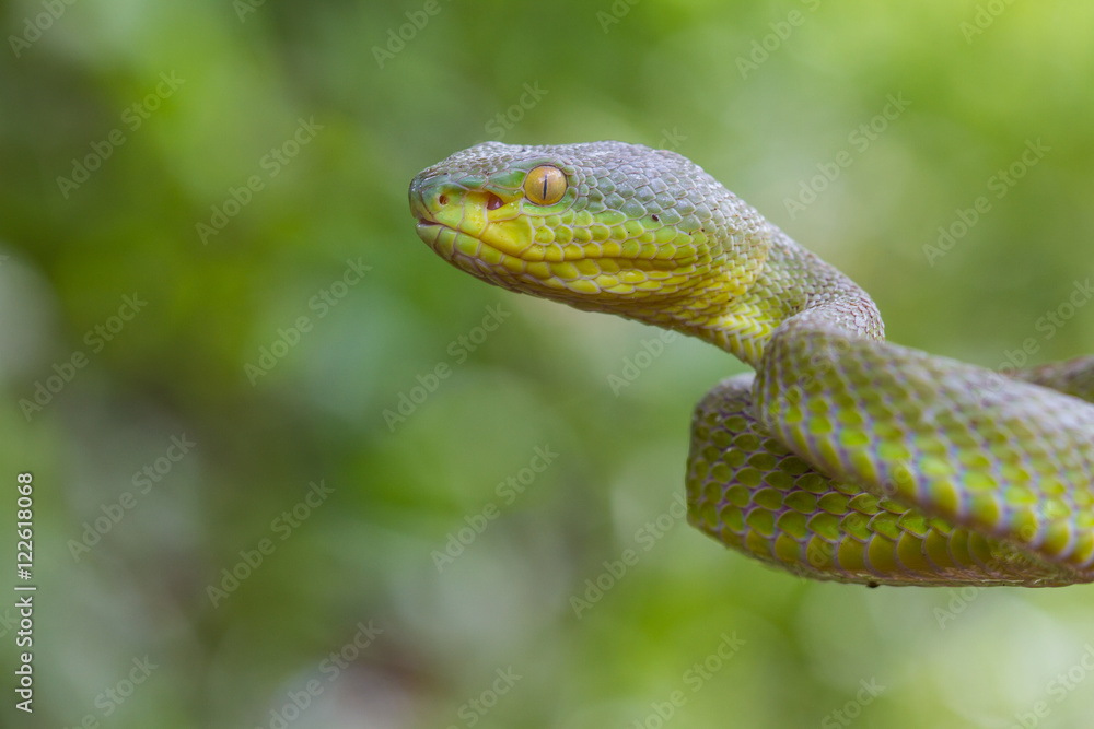 Fototapeta premium Close up Yellow-lipped Green Pit Viper snake