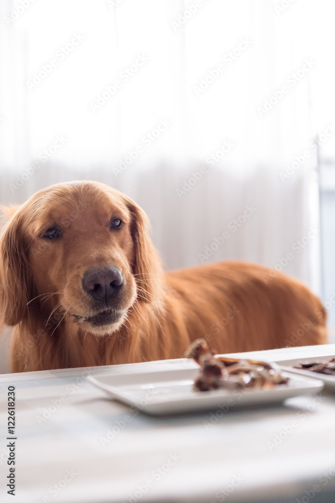 Golden retriever and its food
