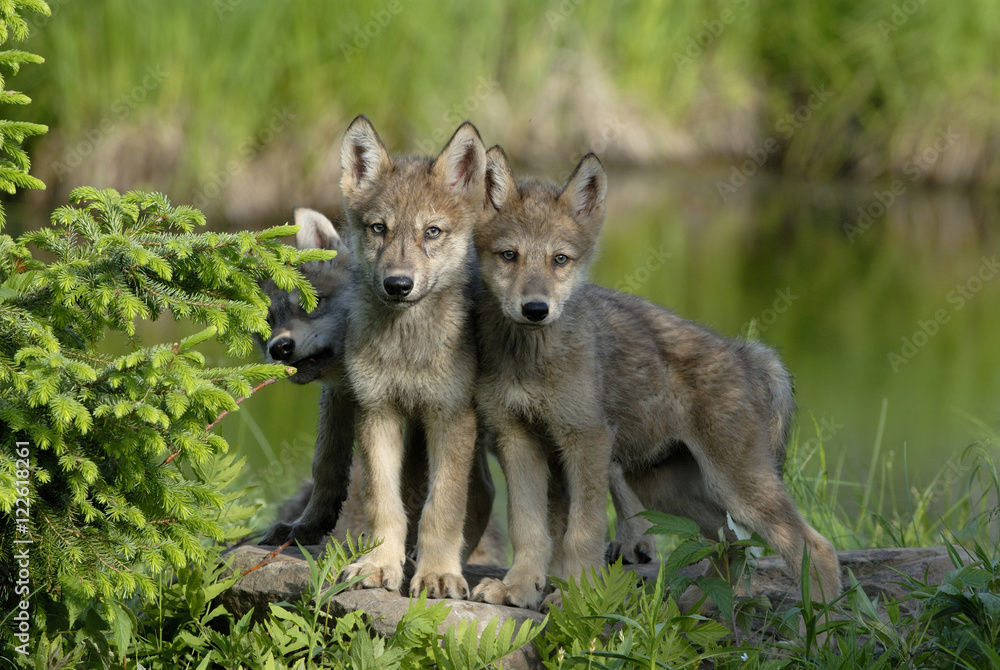 Wolf (Canis lupus) pups in deciduous woods, Minnesota, USA Wolf (Canis lupus) pups in deciduous woods, Minnesota, USA