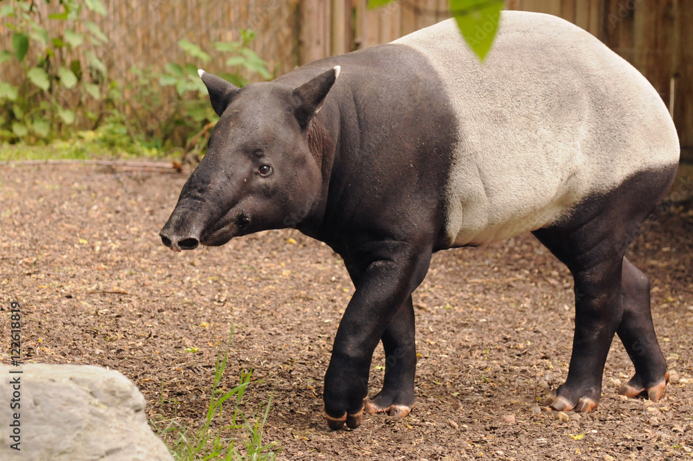 Malayan tapir Malayan tapir