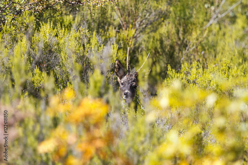 Macho de Corzo entre la vegetación. Capreolus capreolus. Sierra de la Cabrera, León. photo