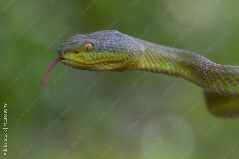 Close up Yellow-lipped Green Pit Viper snake Close up Yellow-lipped Green Pit Viper snake